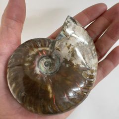 ❗️ ✳厳選 超レア ❤️大きめ 15cm 極美品アンモナイト 原石 化石