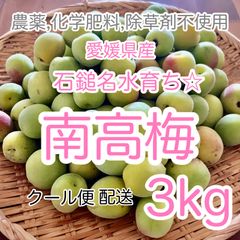 農薬不使用　愛媛県産石鎚名水育ち　南高梅　3kg  【クール便】