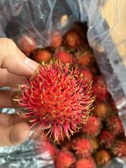 [6月4日再入荷、入荷次第出荷]　生鮮 航空便  グアテマラ産 ランブータン　1箱2kg