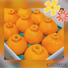 ☆限定破格☆和歌山産☆デコポン不知火１０〜１２玉入箱☆ミカン蜜柑☆シラヌイのサムネイル