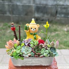多肉寄せ植え✿くまちゃん✿そのまま飾れます 多肉寄せ植え✿くまちゃん✿そのまま飾れます