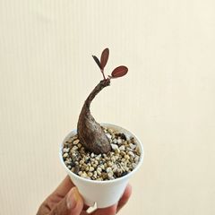 ⑧　♡ミニ株♡〚フィランサス・ミラビリス〛Phyllanthus Mirabilis 塊根植物 コーデックス ポット発送