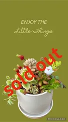 ★限定品★【母の日♡Mother's day♡】多肉植物＊寄せ植え＊そのまま飾れる⭐︎鉢植セット＊ホワイト＊