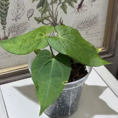 熱帯植物 レア❗アンスリウム ルテリー