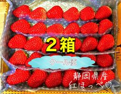 極小粒 紅ほっぺ 飼え いちご 〜農家直送〜