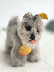 Steiff - シュタイフ☆Woolen Bird ID完品☆1968年製ぽんぽん