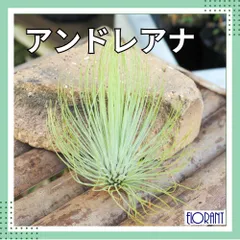 ご*ん様 チランジア22種 まとめ売り お買い得セット(メルカリ便にてお届けしま ご*ん様 チランジア22種 まとめ売り お買い得セット(メルカリ便