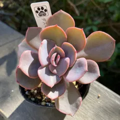 2025年最新】ダスティーローズ多肉植物の人気アイテム - メルカリ 