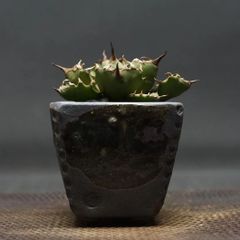 "Agave titanota" アガベ チタノタ【姫厳竜】 管理2141