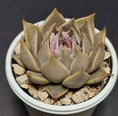 エケベリア 原種 トバレンシス トバーその8  花芽あり　ケーレス実生苗  tobarensis ,Tobar  月曜or火曜日発送。