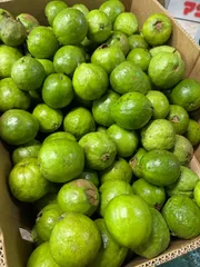 石垣島産「赤グアバ」5kg imgrc0102085013.jpg