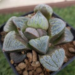 多肉植物ハオルチア属アリエス