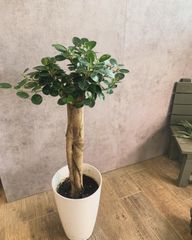 コパンダガジュマル　パンダガジュマル　ガジュマル　接木　７号　お祝い　植物　プレゼント　レア観葉植物　観葉植物　希少　らくらくメルカリ便
