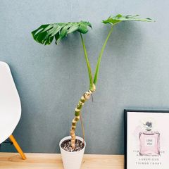 現品］95番 アロエ プリカティリス 7号 クマラ 観葉植物 室内