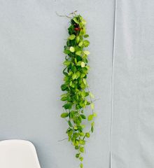 ［在庫］ディスキディア　ウォーターメロン　観葉植物　かわいい　蔓性　おしゃれ　吊り鉢　吊り下げ　ハンギング