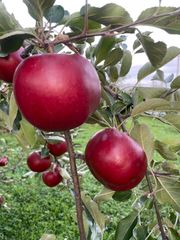 青森県産りんご紅の夢家庭用約3キロ