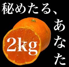 【2kg】中生みかん