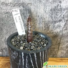 パキポディウム ゲアイー 塊根植物 黒陶器鉢＋富士砂仕立 - メルカリ