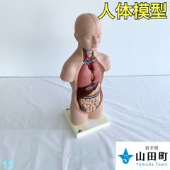 人体解剖模型（トルソー型）　３Bサイエンティフィック　【ymk-013】