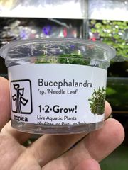 ブセファランドラ sp. ニードルリーフ　組織培養　トロピカ社 Bucephalandra sp. ‘Needle Leat’