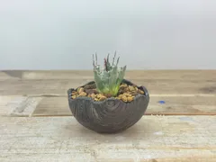 M*E様 【発根済・3.5号サイズ】短葉陽炎ワイルド株！！エボリスピナ/鉢ごと発 発根済・3.5号サイズ】陽炎ワイルド株！！エボリスピナ/鉢ごと発送