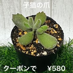 多肉植物  コチレドン  子猫の爪  抜き苗🐈～♡