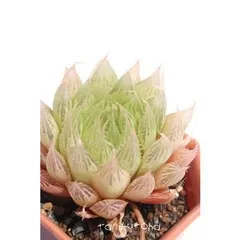 プリングレイ ハオルチア 2寸ポット ススキノ科 多肉植物 透明窓