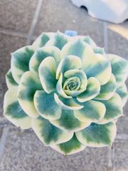 ルノーディーン  多肉植物　速達