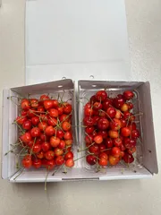 さくらんぼ（1kg）紅てまり　北海道 余市産　訳あり　家庭用