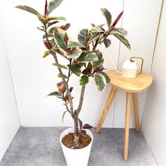 フィカス　ルビー　バーガンディ　2色植え　1【現品】観葉植物　室内　大型 フィカス ルビー バーガンディ 2色植え 2【現品】観葉植物 室内