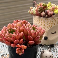多肉植物 ☘️ ピンクルルビーいっぱい 抜き苗