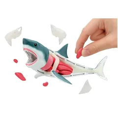 ウチワザメ 半身骨格 ザトウクジラ 縮小全身骨格レプリカ Humpback whale, miniature