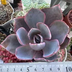 メルカリ便　シャビアナ・マドレ・デル・スル錦　ポットごと flower 本舗 - メルカリShops