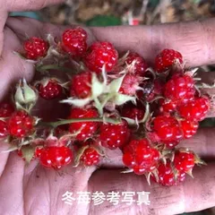 ⭐️冬苺(木苺)苗1株⭐️木苺苗　木いちご　フユイチゴ苗　ふゆいちご苗　冬いちご苗