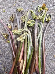 2026年最新】わらびの人気アイテム - メルカリ