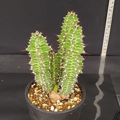J651【自社養生株】ユーフォルビア　ノベリー（発根株・鉢植え）【多肉植物】