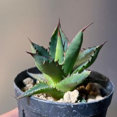 輸入株】コミフォラ sp ピンネイトリーブス - メルカリ