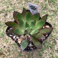 バルシー×ルブラ　抜き苗　多肉植物　モフ多肉　エケベリア　エケベリア