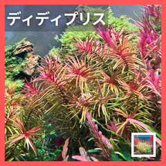ディディプリス　水中葉5本　アクアリウム　水草