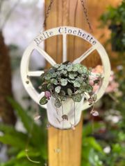 ハートカズラ　ハンギング雑貨セット　観葉植物　インテリア　グリーン