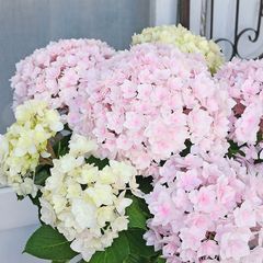 鉢花 アジサイ ユーミー ヴァージン ピンク 5号 八重咲き 紫陽花 丈夫 プレゼント あじさい