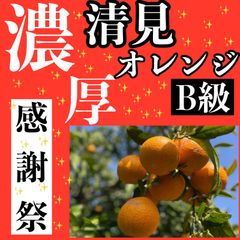 清見オレンジ　B級　5キロ