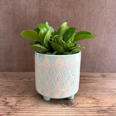 ペペロミア Ｏ．ゴールデンゲート 陶器鉢 水色 投げ込み 現品 Peperomia obtusifolia 'Green Gold' 観葉植物 観葉 植物 珍奇植物 珍奇 珍しい インテリア おしゃれ かわいい プレゼント おすすめ
