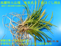 風蘭特大品種「奄美長月」B