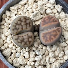 抜き苗】多肉植物☆エケベリア属サブセシリス錦☆モーニング