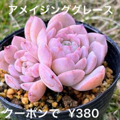 多肉植物 アメイジンググレース エケベリア 抜き苗