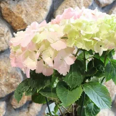 2024年最新】hydrangeaの人気アイテム - メルカリ