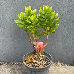 2025年最新】マム苗の人気アイテム - メルカリ