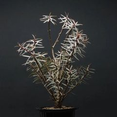 "Euphorbia balsamifera" ユーフォルビア バルサミフェラ 管理2210