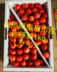 さくらんぼ　山形県産　佐藤錦　Lサイズ　バラ詰め　1kg